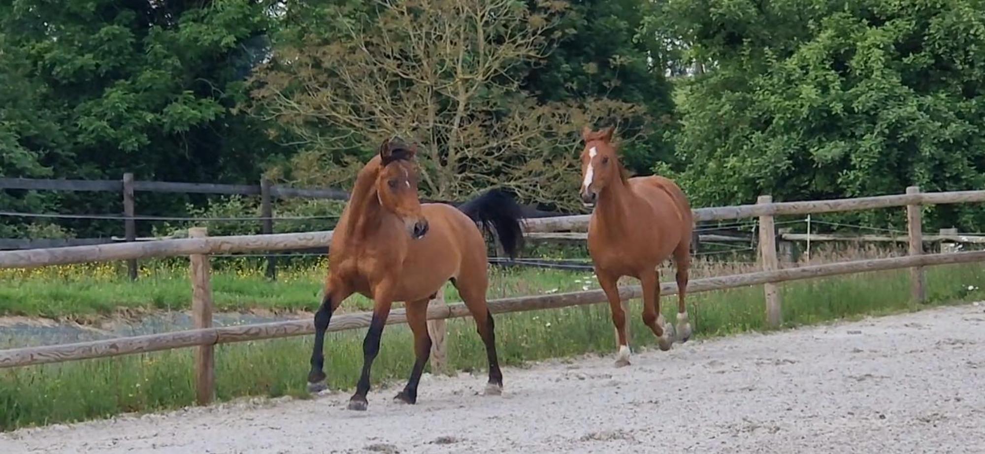 Relais Equestre Du Miloir - Chambres D'Hotes Saint-Desir ภายนอก รูปภาพ
