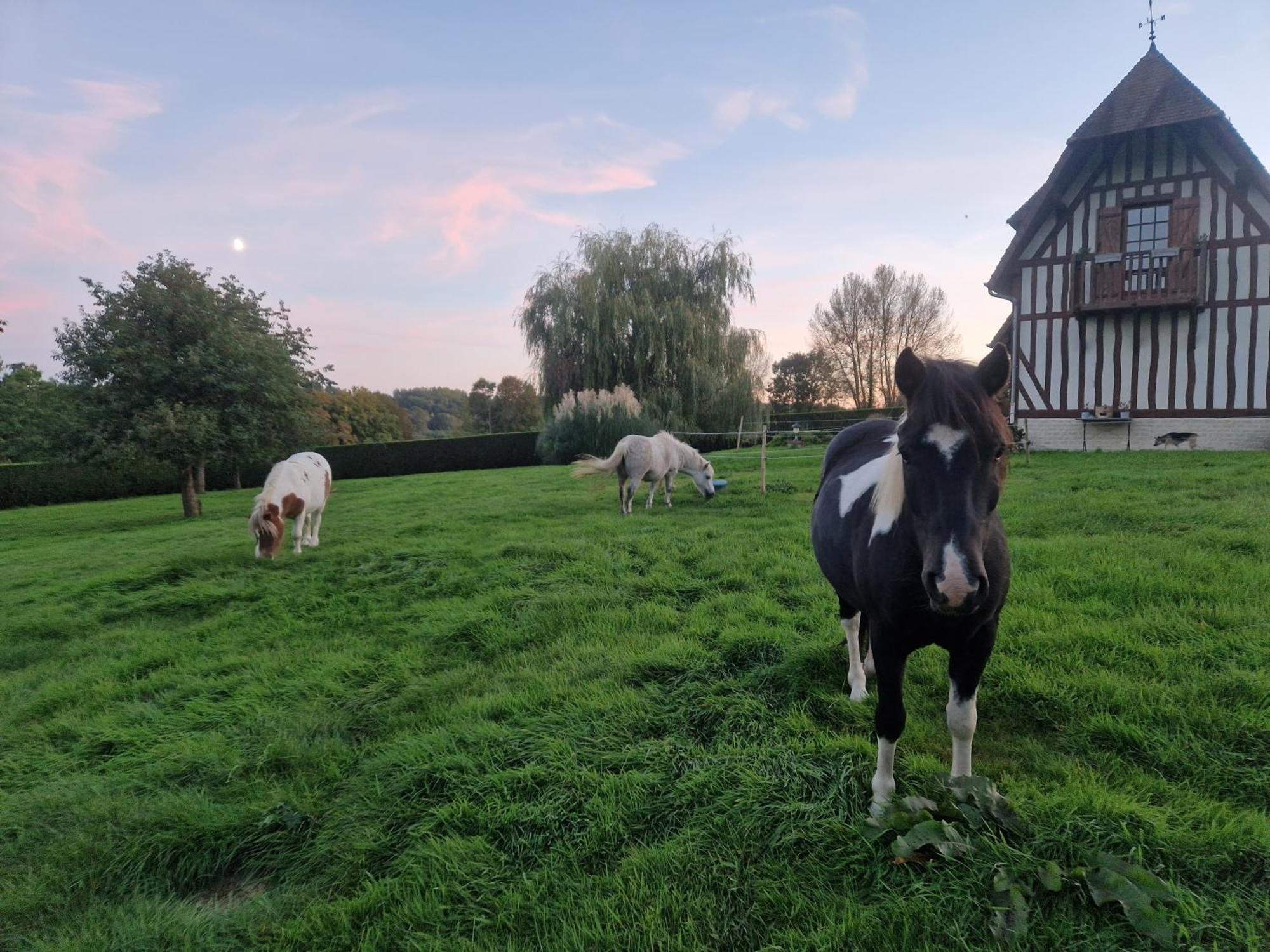 Relais Equestre Du Miloir - Chambres D'Hotes Saint-Desir ภายนอก รูปภาพ
